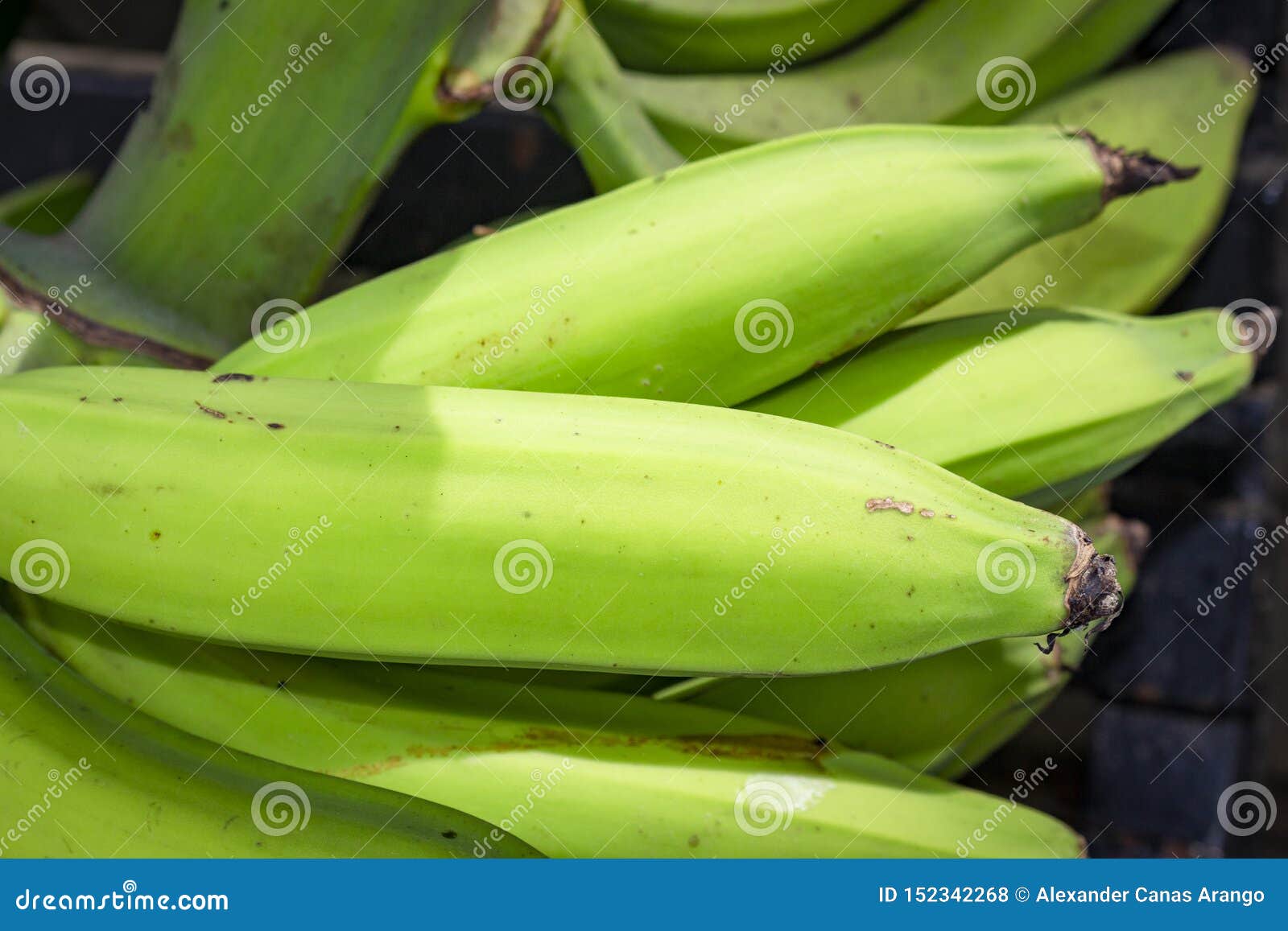 group of green bananas for sale